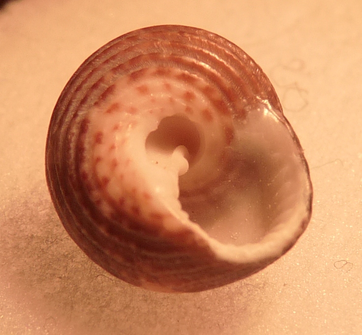 Tronchidae Clanculus ?